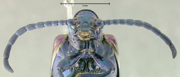 Media type: image; Entomology 18518   Aspect: head frontal view